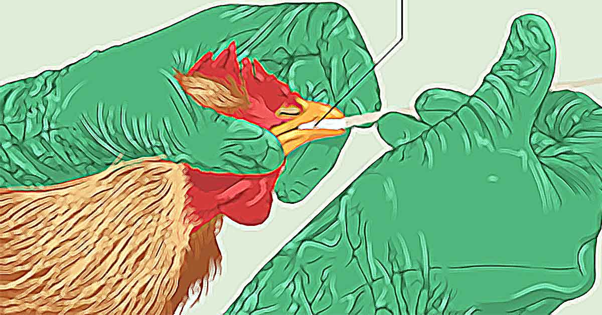 वर्डफ्लु संक्रमित  पंक्षीको प्रत्यक्ष सम्पर्कबाट मानिसमा सर्ने