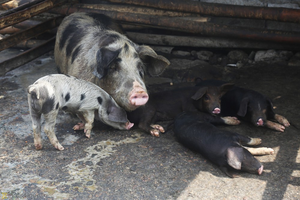 स्याङ्जामा देखियो अफ्रिकन स्वाईन फिभर