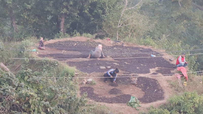 सुगन्धकोकिला उत्पादनको केन्द्र बन्दै दाङको छिल्लीकोट