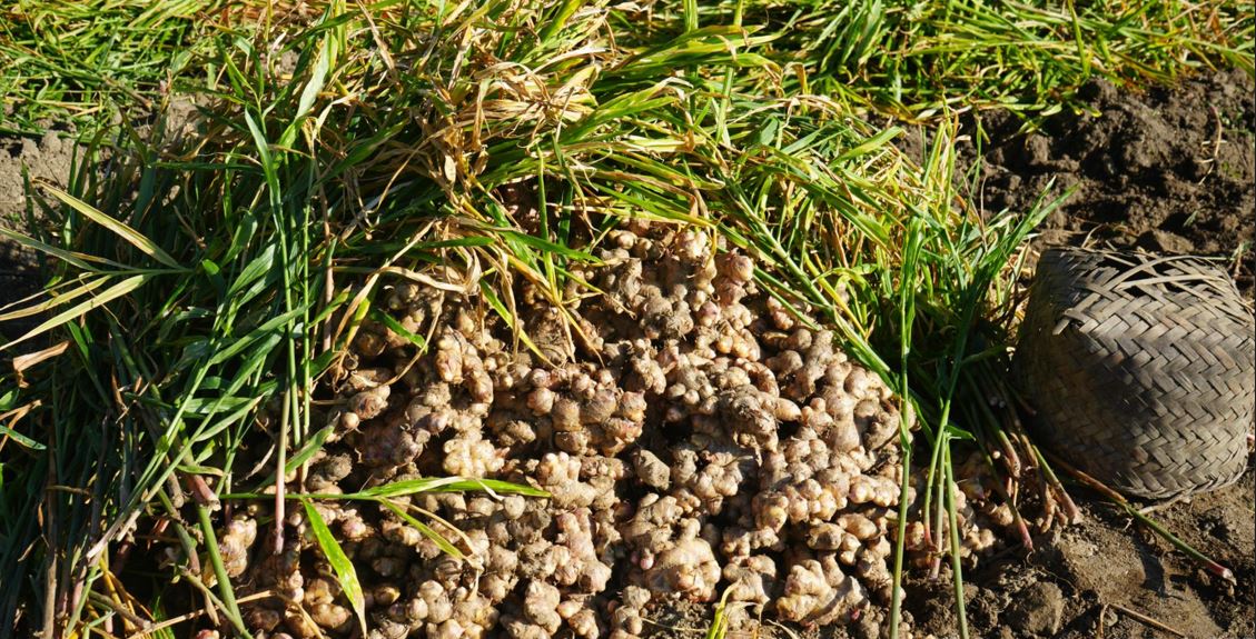 विदेशी बजारमा कर्णालीको अदुवा