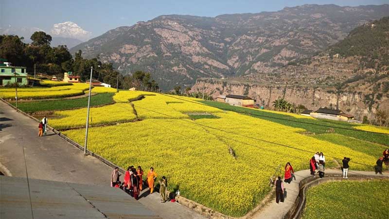 तोरीबारीमा टिकटिक बनाउने भीड