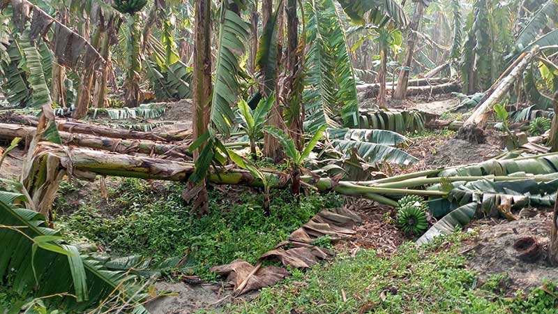 हावाहुरीबाट लाखौँको केराखेतीमा क्षति, किसान निरास