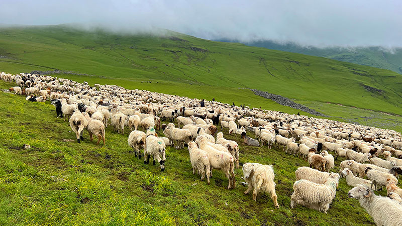 दसैँ सुरु भएसँगै बेसी झर्न थाले भेडीगोठ