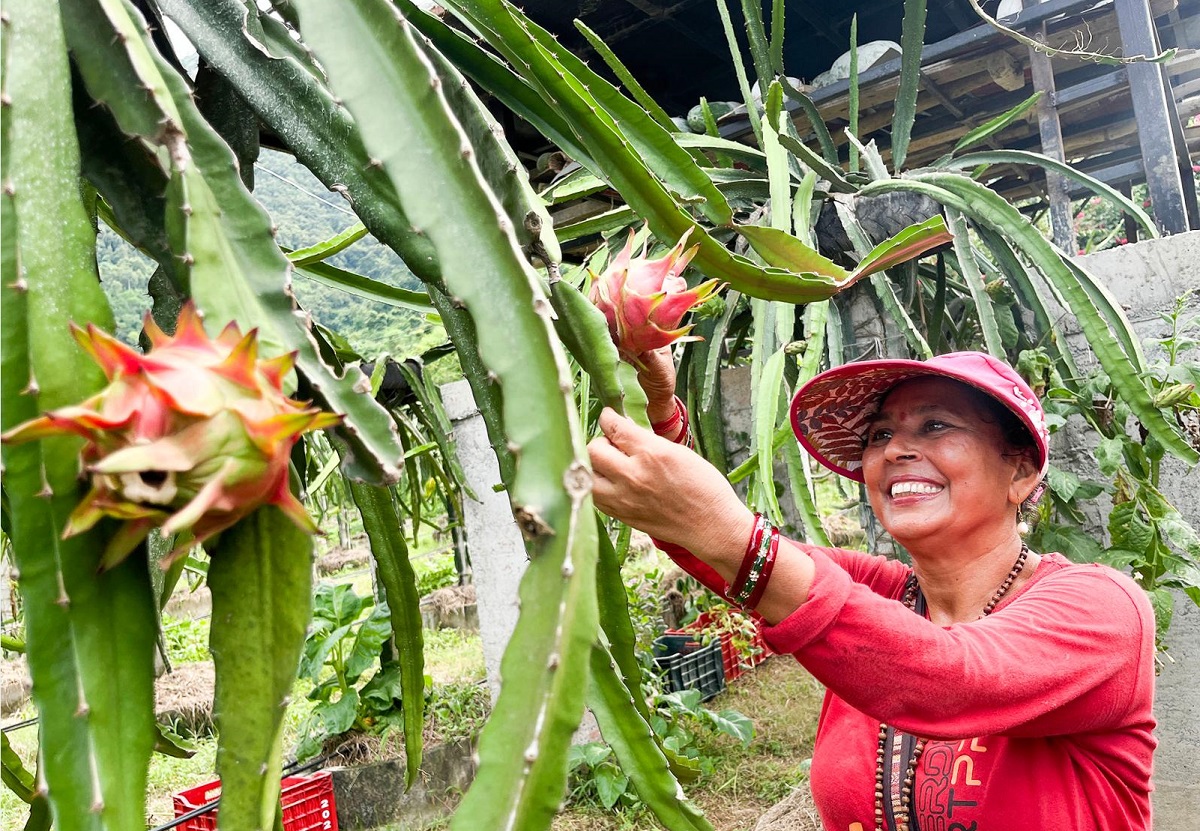 शिक्षण र बुटिक पेसापछि ‘ड्रागनफ्रुट’मा आकर्षित गौली