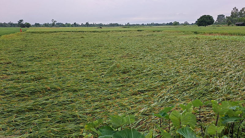 देशभर कृषि तथा पशुपालनमा क्षतिको विवरण संकलन गरिँदै