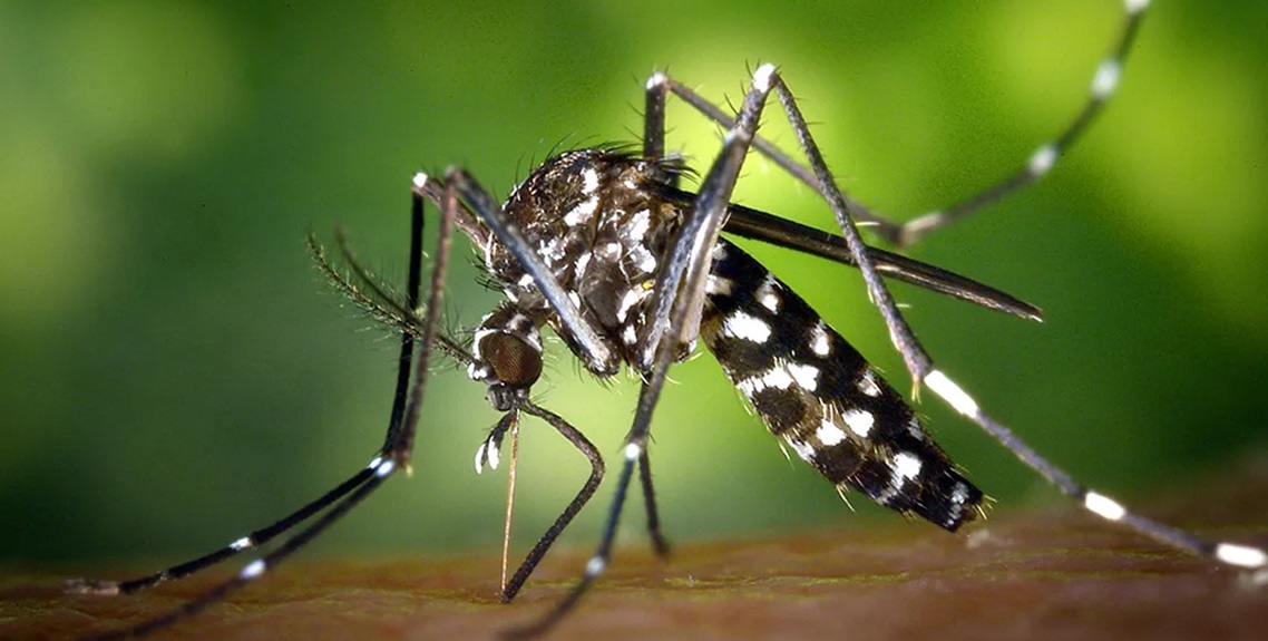 तनहुँमा थप एक जनामा जापानिज इन्सेफलाइटिस पुष्टि