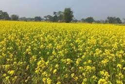 तोरी उत्पादन घट्यो चितवनमा