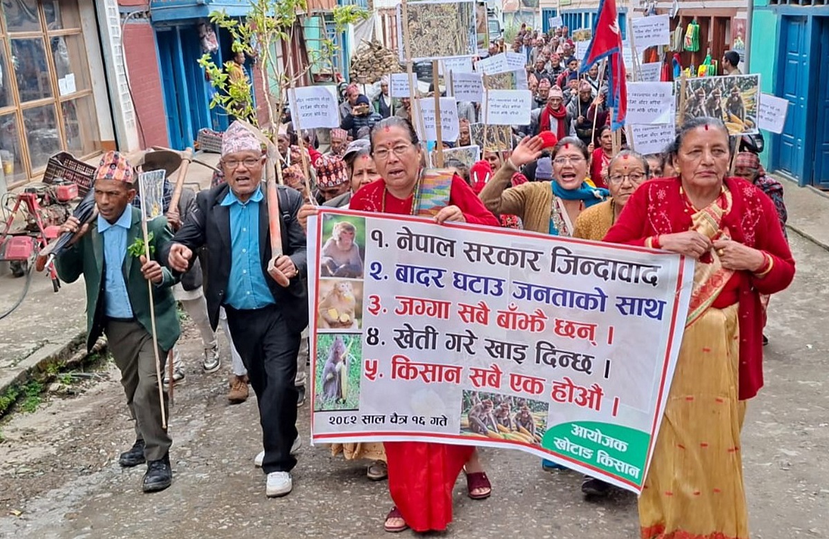 बाँदरको आतंकबाट पीडित खोटाङका किसान सडकमा: हलो र कोदालोसहित प्रदर्शन